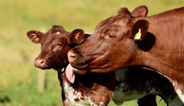 Beef market monthly update: December 2023